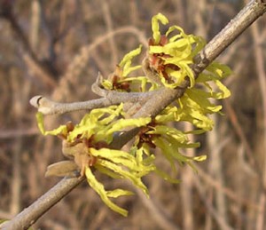 fresh pond witch hazel on bare branch first bloom