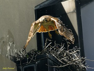 Ruby flying out of nest showing red tail