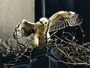 Lucky testing wings