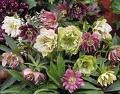 Pink and white helleborus, Lenten rose
