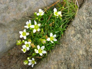diapensia mt moosilauke AMC hike co-lead w/ Leslie Greer July 31, 2010